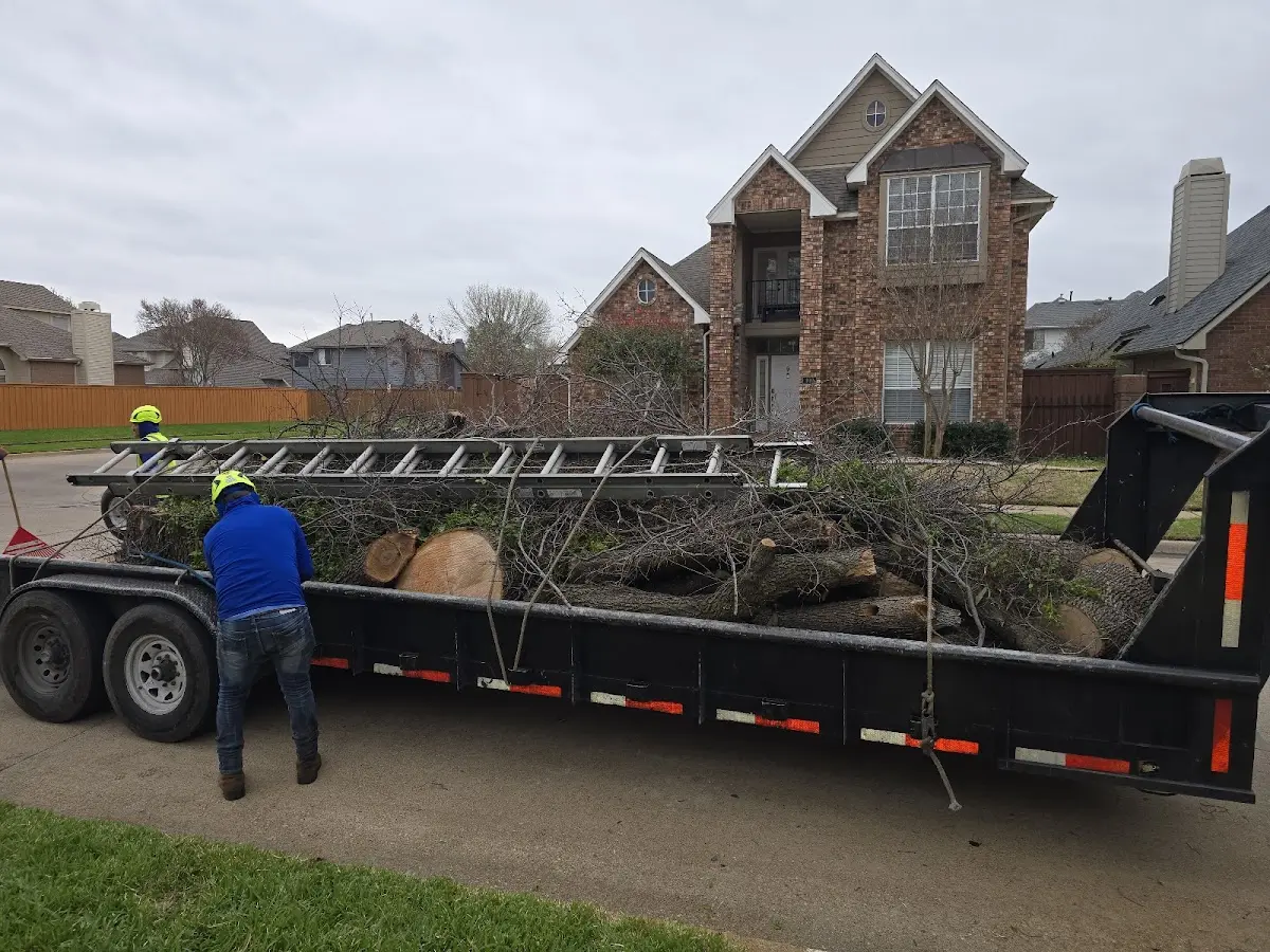 Expert Tree Fertilization with proper safety equipment in Avilla